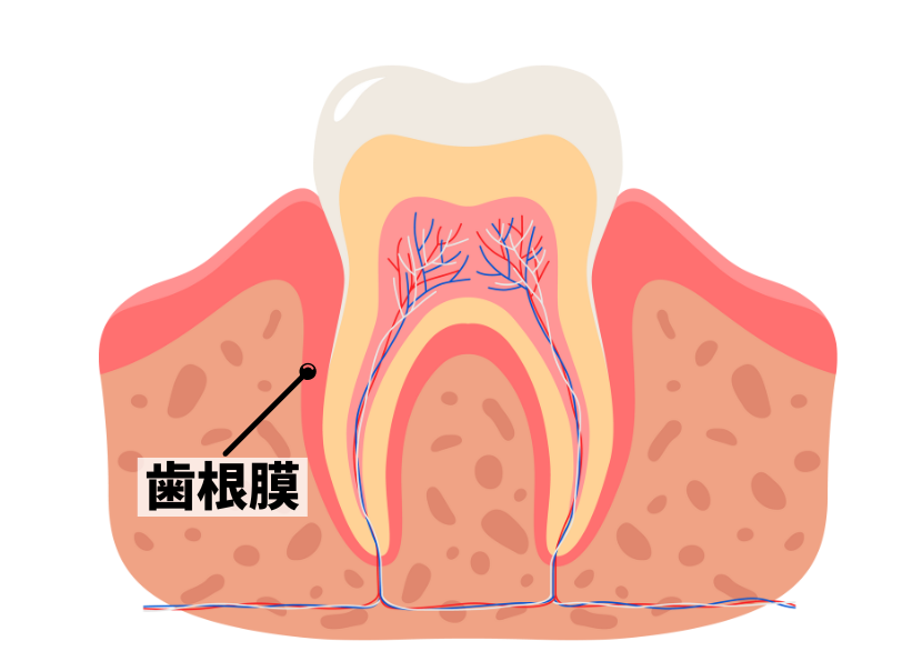 歯根膜|しろきデンタル